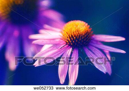 Stock Image - Purple Coneflowers. Echinacea Purpurea. June 2005. Maryland, USA. Fotosearch