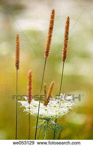 Queen AnneÆs lace (Daucus carota). Flower with timothy grassáseed heads View Large Photo Image Stock Photo - Queen AnneÆs lace (Daucus carota). Flower with timothy grassáseed heads. Fotosearch