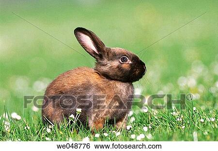 Rabbit View Large Photo Image Stock Photograph - Rabbit. Fotosearch