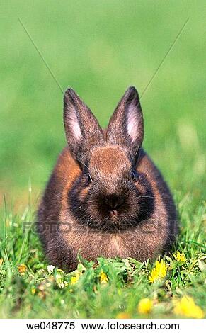 Rabbit View Large Photo Image Stock Photography - Rabbit. Fotosearch