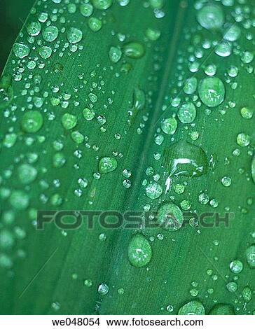 Picture - Rain drops on calla leaves (zantedeschia). May. Anacortes. Skagit County. Washington. USA.. Fotosearch