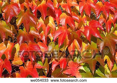 Red autumn leaves of Boston Ivy / Japanese Creeper (Parthenocissus tricuspidata). Bavaria, Germany, Europe. View Large Photo Image Stock Image - Red autumn leaves of Boston Ivy / Japanese Creeper (Parthenocissus tricuspidata). Bavaria, Germany, Europe.. Fotosearch