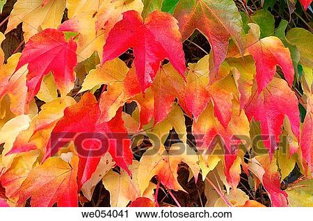 Stock Image - Red autumn leaves of Boston Ivy / Japanese Creeper (Parthenocissus tricuspidata). Bavaria, Germany, Europe.. Fotosearch