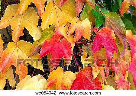 Red autumn leaves of Boston Ivy / Japanese Creeper (Parthenocissus tricuspidata). Bavaria, Germany, Europe. View Large Photo Image Stock Image - Red autumn leaves of Boston Ivy / Japanese Creeper (Parthenocissus tricuspidata). Bavaria, Germany, Europe.. Fotosearch