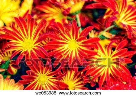 Red Chrysanthemum Daisies. Dendranthema grandiflora. November 2006. Maryland, USA View Large Photo Image Stock Photo - Red Chrysanthemum Daisies. Dendranthema grandiflora. November 2006. Maryland, USA. Fotosearch