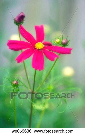 Red Cosmos Flower and Buds. Cosmos bipinnatus. June 2006. Maryland, USA View Large Photo Image Stock Photograph - Red Cosmos Flower and Buds. Cosmos bipinnatus. June 2006. Maryland, USA. Fotosearch