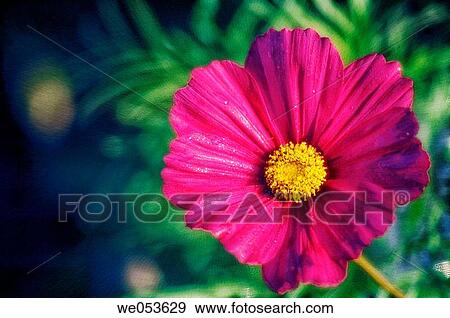 Red Cosmos Flower. Cosmos bipinnatus. June 2006. Maryland, USA View Large Photo Image Stock Photo - Red Cosmos Flower. Cosmos bipinnatus. June 2006. Maryland, USA. Fotosearch