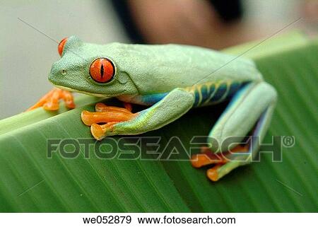 Red-eyed Treefrog (Agalychnis callidryas). Costa Rica View Large Photo Image Stock Photo - Red-eyed Treefrog (Agalychnis callidryas). Costa Rica. Fotosearch