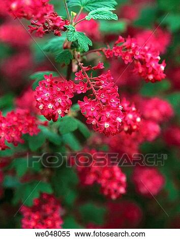 Red-flowering currant. (ribes sanguineum). April. Fidalgo island, Skagit county. Washington. USA. View Large Photo Image Stock Photography - Red-flowering currant. (ribes sanguineum). April. Fidalgo island, Skagit county. Washington. USA.. Fotosearch