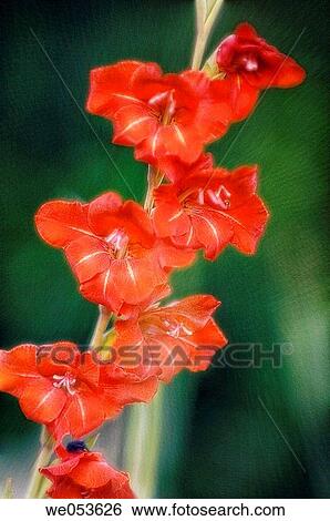Stock Photograph - Red Gladiolus. Gladiolus hybrid. July 2005. Maryland, USA. Fotosearch