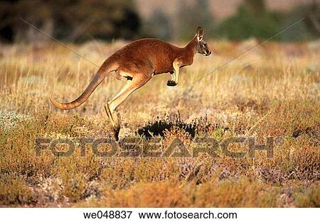 Red Kangaroo (Macropus rufus), Sturt National Park. New South Wales, Australia View Large Photo Image Stock Photo - Red Kangaroo (Macropus rufus), Sturt National Park. New South Wales, Australia. Fotosearch