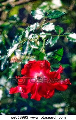 Red Rose. Rosa hybrid. October 2005. Maryland, USA View Large Photo Image Stock Image - Red Rose. Rosa hybrid. October 2005. Maryland, USA. Fotosearch