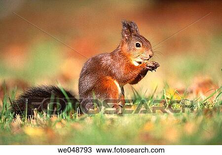 Red Squirrel (Sciurus vulgaris). Bavaria, Germany View Large Photo Image Stock Image - Red Squirrel (Sciurus vulgaris). Bavaria, Germany. Fotosearch