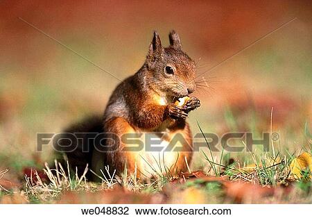 Red Squirrel (Sciurus vulgaris). Bavaria, Germany View Large Photo Image Stock Image - Red Squirrel (Sciurus vulgaris). Bavaria, Germany. Fotosearch