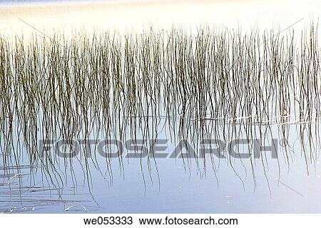 reeds growing in a lake near Skaulo, Norrland, Lapland, Sweden, Scandinavia, Europe. Sub-Arctic View Large Photo Image Stock Image - reeds growing in a lake near Skaulo, Norrland, Lapland, Sweden, Scandinavia, Europe. Sub-Arctic. Fotosearch