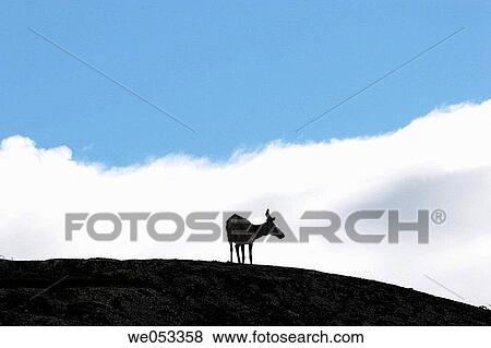 Reindeer (Rangifer tarangus) on Fjell between Neiden and Bugoyfjord, Varanger-region, Barents-region, Finnmark, Lapland, Norway, Scandinavia, Europe. Arctic View Large Photo Image Stock Photo - Reindeer (Rangifer tarangus) on Fjell between Neiden and Bugoyfjord, Varanger-region, Barents-region, Finnmark, Lapland, Norway, Scandinavia, Europe. Arctic. Fotosearch