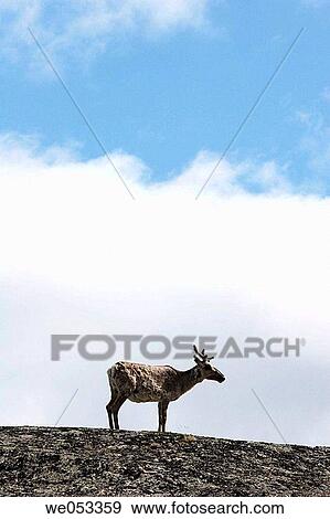 Reindeer (Rangifer tarangus) on Fjell between Neiden and Bugoyfjord, Varanger-region, Barents-region, Finnmark, Lapland, Norway, Scandinavia, Europe. Arctic View Large Photo Image Stock Photo - Reindeer (Rangifer tarangus) on Fjell between Neiden and Bugoyfjord, Varanger-region, Barents-region, Finnmark, Lapland, Norway, Scandinavia, Europe. Arctic. Fotosearch