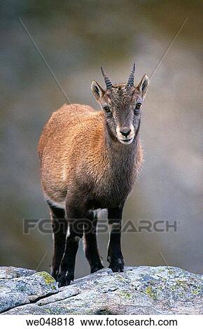Rock Goat (Capra ibex), Swiss Alps View Large Photo Image Stock Photo - Rock Goat (Capra ibex), Swiss Alps. Fotosearch