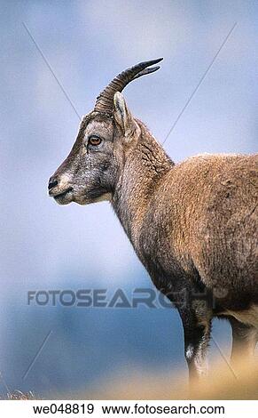 Rock Goat (Capra ibex), Swiss Alps View Large Photo Image Stock Photo - Rock Goat (Capra ibex), Swiss Alps. Fotosearch