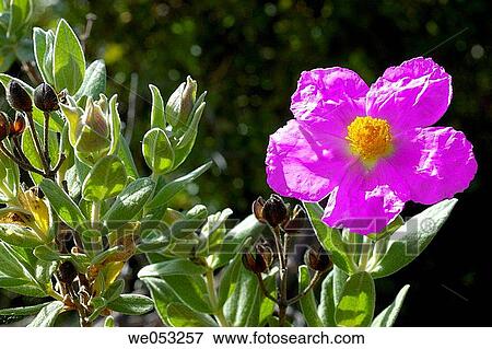 Rock Rose (Cistus albidus) View Large Photo Image Stock Photo - Rock Rose (Cistus albidus). Fotosearch