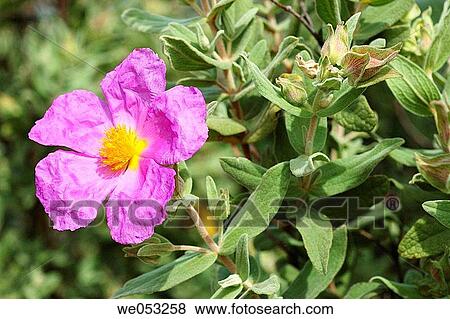 Stock Photo - Rock Rose (Cistus albidus). Fotosearch