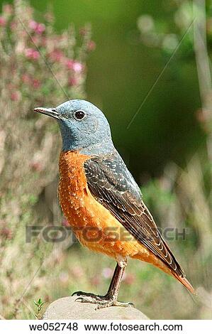 Rock Thrush (Monticola saxatilis) View Large Photo Image Stock Photo - Rock Thrush (Monticola saxatilis). Fotosearch