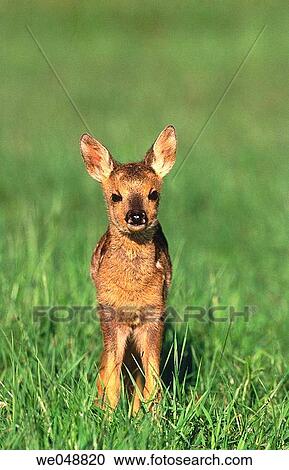 Roe Deer (Capreolus capreolus) fawn. Bavaria, Germany View Large Photo Image Stock Image - Roe Deer (Capreolus capreolus) fawn. Bavaria, Germany. Fotosearch