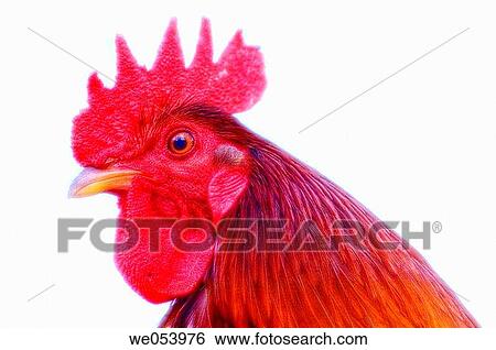 Rooster. Gallus domesticus. March 2005. South Carolina, USA View Large Photo Image Stock Photograph - Rooster. Gallus domesticus. March 2005. South Carolina, USA. Fotosearch