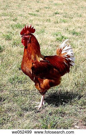 Rooster. Gallus gallus View Large Photo Image Stock Photo - Rooster. Gallus gallus. Fotosearch
