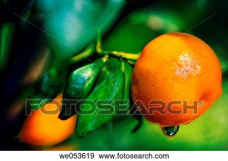 Round Kumquat. Fortunella japonica. Rue family. South China origin. October 2006. Maryland, USA View Large Photo Image Stock Photo - Round Kumquat. Fortunella japonica. Rue family. South China origin. October 2006. Maryland, USA. Fotosearch