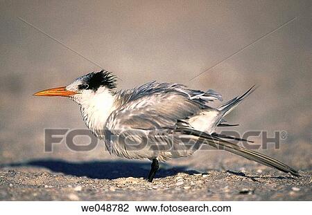 Royal Tern (Sterna maxima). Sanibel Island, Florida, USA View Large Photo Image Stock Image - Royal Tern (Sterna maxima). Sanibel Island, Florida, USA. Fotosearch
