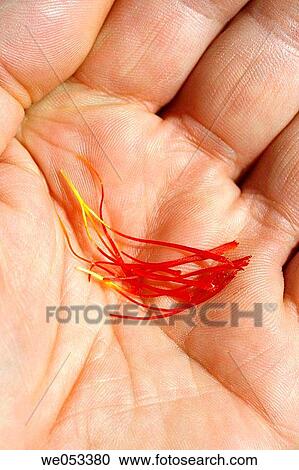 Stock Image - Saffron (Crocus sativus). Fotosearch