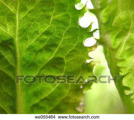 Salad greens View Large Photo Image Picture - Salad greens. Fotosearch