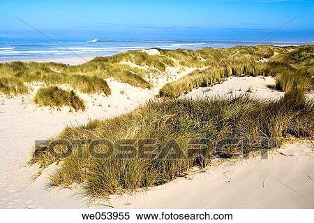 Sand dunes on the Oregon beach. USA. View Large Photo Image Stock Photography - Sand dunes on the Oregon beach. USA.. Fotosearch