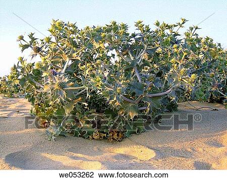 Sea holly (Eryngium maritimu). View Large Photo Image Stock Image - Sea holly (Eryngium maritimu).. Fotosearch