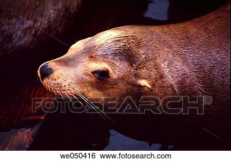 Sea Lion. San Francisco Bay, California, USA View Large Photo Image Stock Photograph - Sea Lion. San Francisco Bay, California, USA. Fotosearch