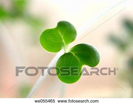 Seedling View Large Photo Image Stock Photography - Seedling. Fotosearch