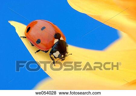Seven-spot Ladybird (Coccinella septempunctata). Bavaria, Germany, Europe. View Large Photo Image Stock Photo - Seven-spot Ladybird (Coccinella septempunctata). Bavaria, Germany, Europe.. Fotosearch