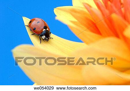 Seven-spot Ladybird (Coccinella septempunctata). Bavaria, Germany, Europe. View Large Photo Image Stock Photo - Seven-spot Ladybird (Coccinella septempunctata). Bavaria, Germany, Europe.. Fotosearch