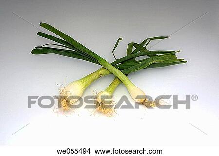 Shallots View Large Photo Image Picture - Shallots. Fotosearch