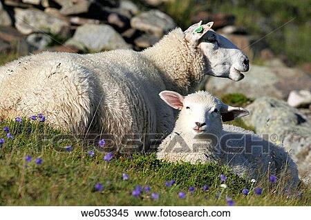 Stock Photography - Sheep with lamb. Ekkeroy, Varangerfjord, Finnmark, Lapland, Norway, Scandinavia, Europe.. Fotosearch
