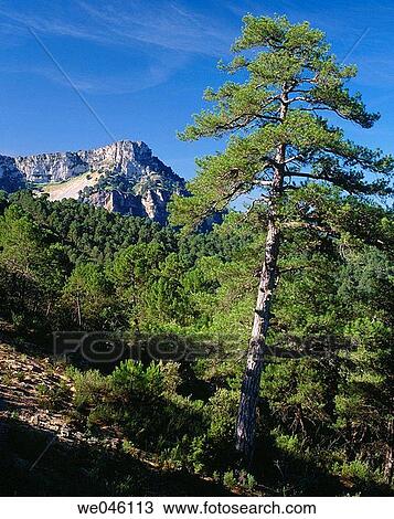 Sierra de Cazorla Natural Park. Ja? n province, Andalusia, Spain View Large Photo Image Stock Image - Sierra de Cazorla Natural Park. Ja? n province, Andalusia, Spain. Fotosearch