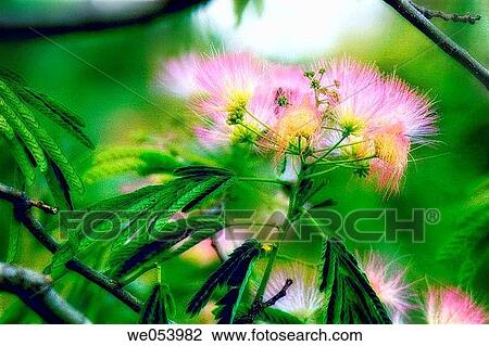 Silk Tree. Albizia julibrissin var. rose. May 2004. Maryland, USA View Large Photo Image Stock Image - Silk Tree. Albizia julibrissin var. rose. May 2004. Maryland, USA. Fotosearch