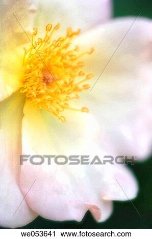 Single Rose Close-up. Rosa hybrid. May 2006. Maryland, USA View Large Photo Image Stock Image - Single Rose Close-up. Rosa hybrid. May 2006. Maryland, USA. Fotosearch