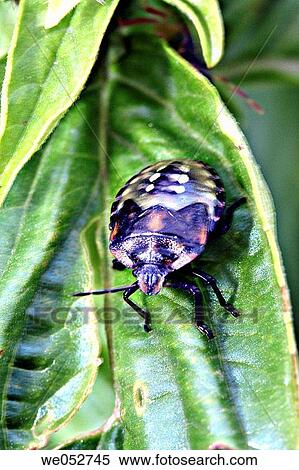 Southern Green Stinkbug (Nezara viridula) View Large Photo Image Stock Photography - Southern Green Stinkbug (Nezara viridula). Fotosearch