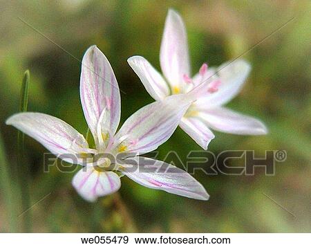 Spring Beauty (Claytonia virginica) blooms View Large Photo Image Stock Photo - Spring Beauty (Claytonia virginica) blooms. Fotosearch