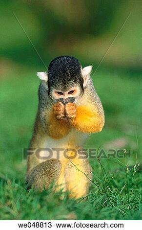 Squirrel Monkey (Saimiri sciureus) View Large Photo Image Stock Image - Squirrel Monkey (Saimiri sciureus). Fotosearch