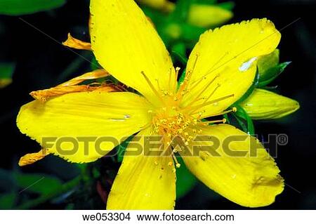 St. John's Wort (Hype rforatum). Osseja, Pyr? n? es Orientales, France View Large Photo Image Picture - St. John's Wort (Hype rforatum). Osseja, Pyr? n? es Orientales, France. Fotosearch