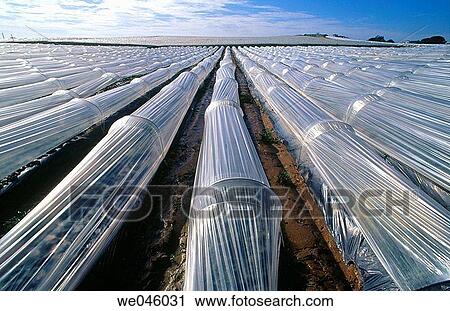 Strawberry fields, Cartaya. Huelva province, Andalusia, Spain View Large Photo Image Stock Image - Strawberry fields, Cartaya. Huelva province, Andalusia, Spain. Fotosearch