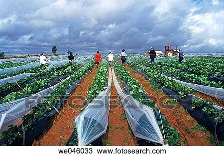 Strawberry fields, Cartaya. Huelva province, Andalusia, Spain View Large Photo Image Stock Image - Strawberry fields, Cartaya. Huelva province, Andalusia, Spain. Fotosearch